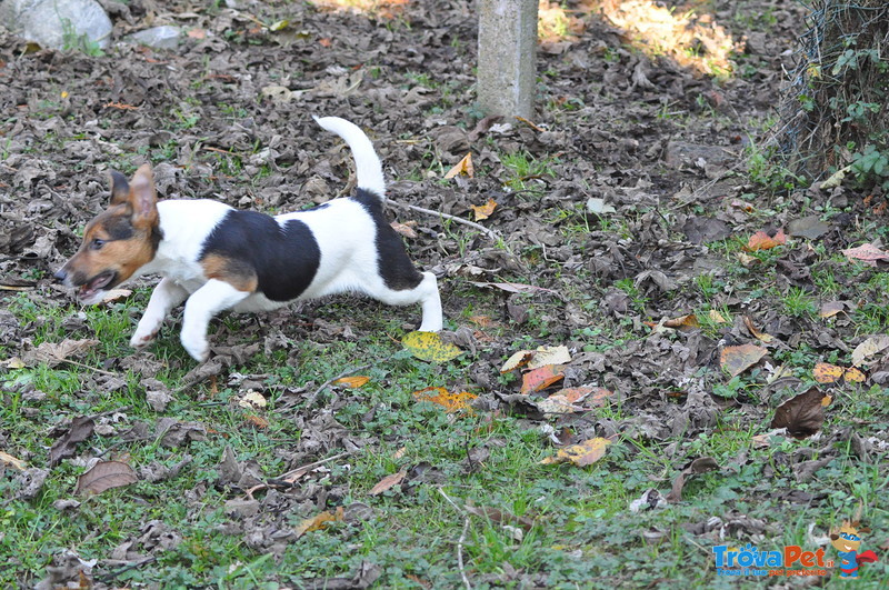 Jack Russell Splendidi Cuccioli - Foto n. 8