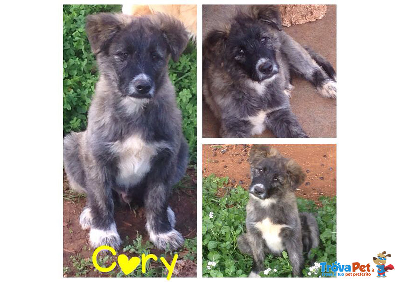 Cory, Trovato che Aveva Pochi Giorni, Ultimo Rimasto Della Cucciolata, Cerca Casa - Foto n. 1