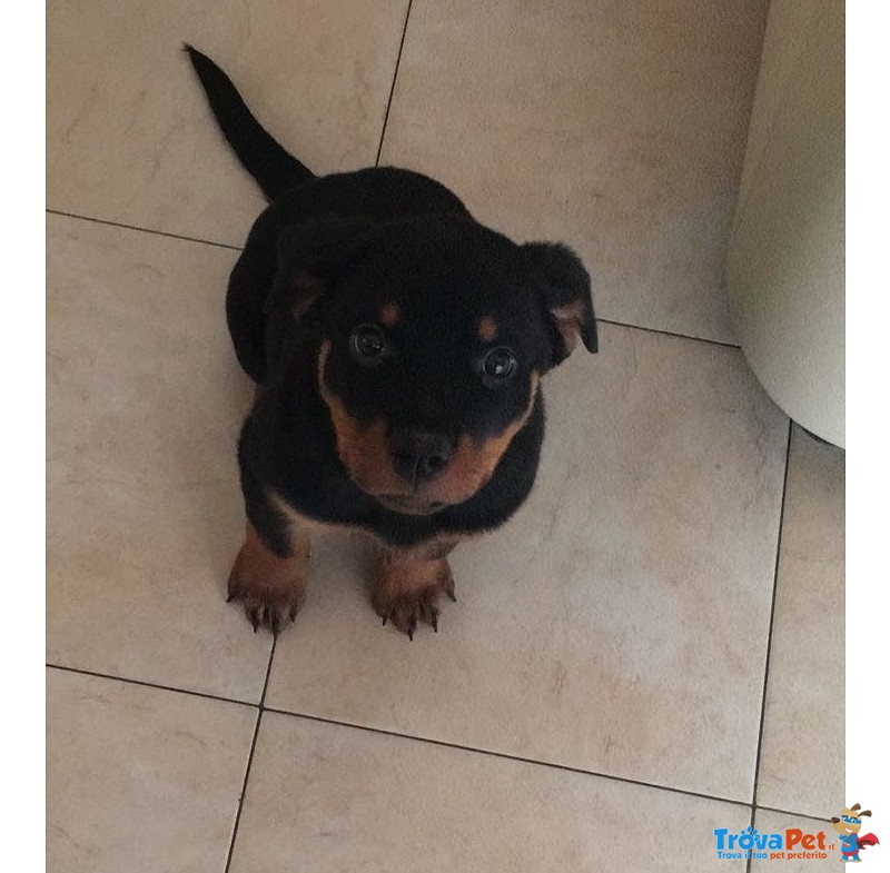 Cuccioli Rottweiler - Foto n. 1