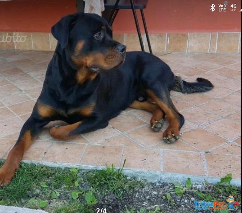 Cuccioli Rottweiler - Foto n. 5