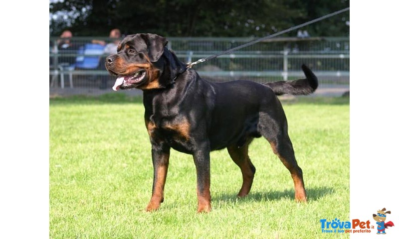 Cuccioli Rottweiler - Foto n. 6