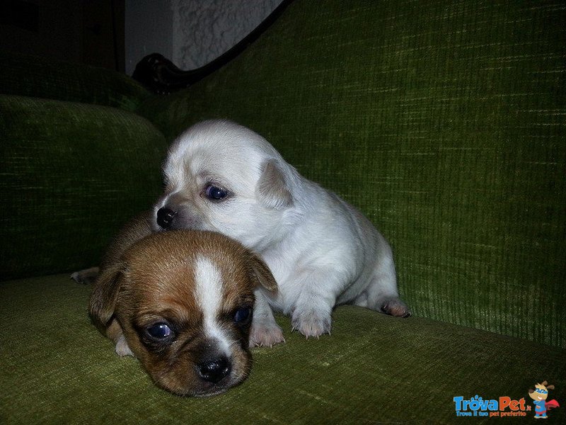 Cuccioli di Chihuahua Cercano Casa - Foto n. 1