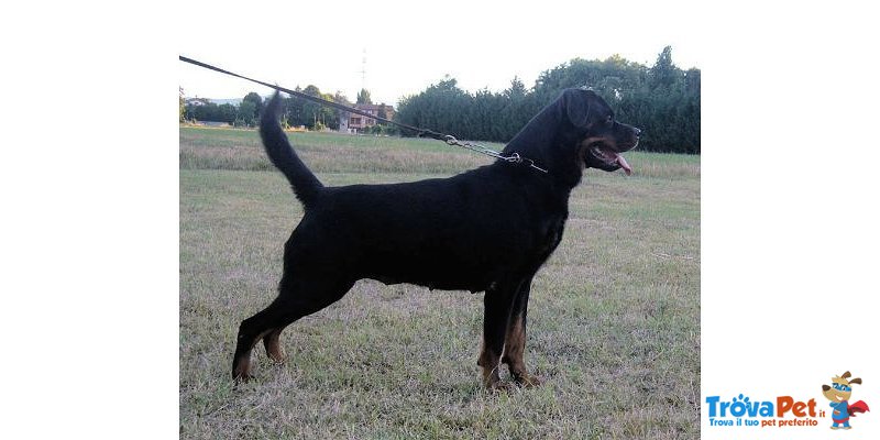 Cuccioli alta Genealogia - Foto n. 2