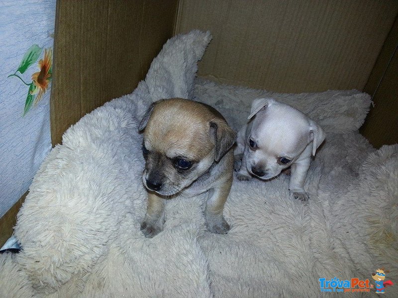 Cuccioli di Chihuahua Cercano Casa - Foto n. 2