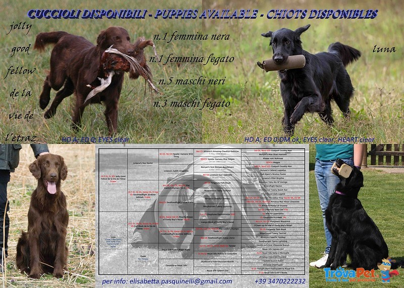 Cuccioli flat Coated Retriever Disponibili - Foto n. 2