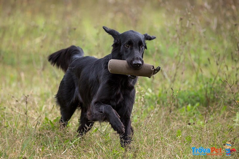 Cuccioli flat Coated Retriever Disponibili - Foto n. 4