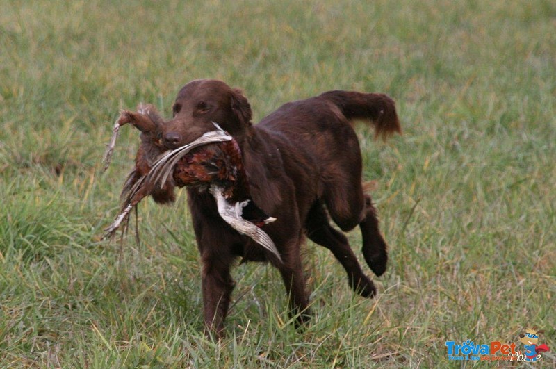 Cuccioli flat Coated Retriever Disponibili - Foto n. 5