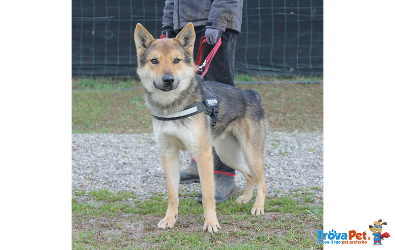 Balto, Incrocio lupo Cecoslovacco 18 Mesi, la Gabbia gli sta Stretta, Liberiamolo!! - Foto n. 1