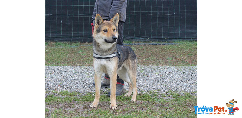 Balto, Incrocio lupo Cecoslovacco 18 Mesi, la Gabbia gli sta Stretta, Liberiamolo!! - Foto n. 2