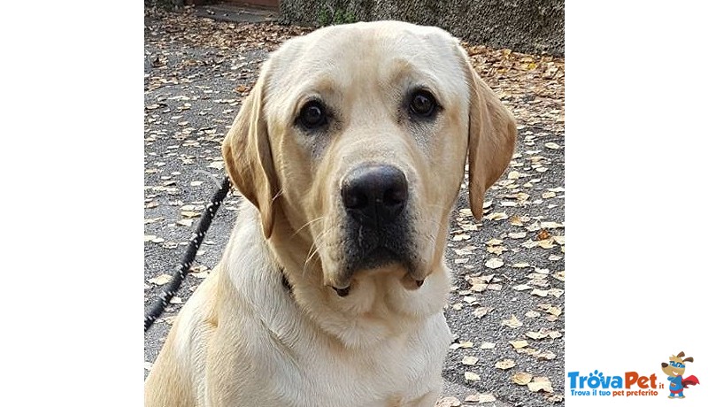 Cucciolotto Labrador Retriever - Foto n. 1