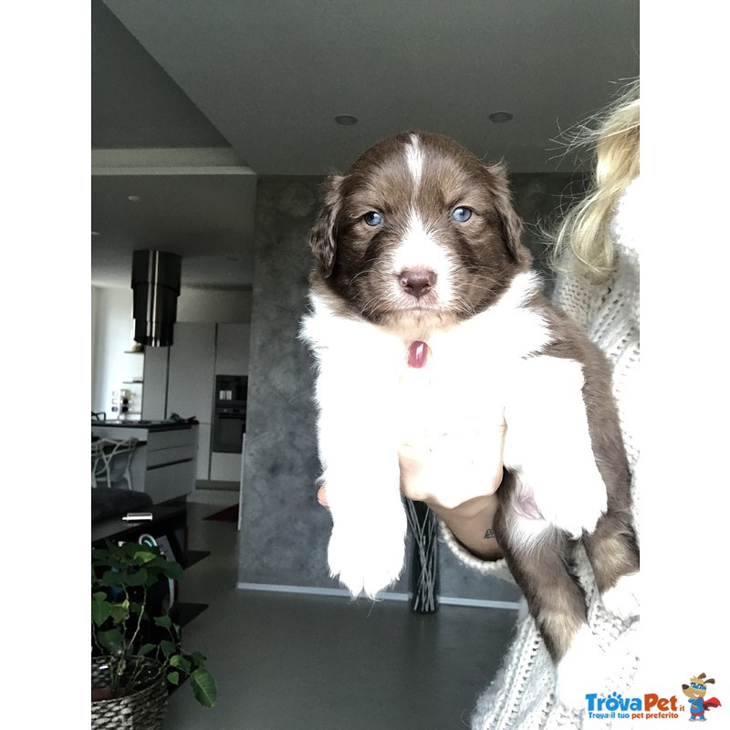 Pastore Australiano - Australian Shepherd - Foto n. 3