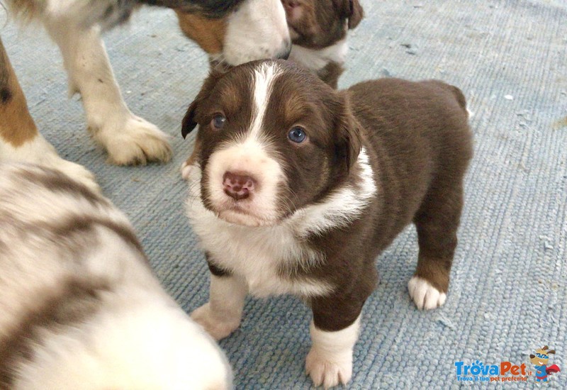 Pastore Australiano - Australian Shepherd - Foto n. 4