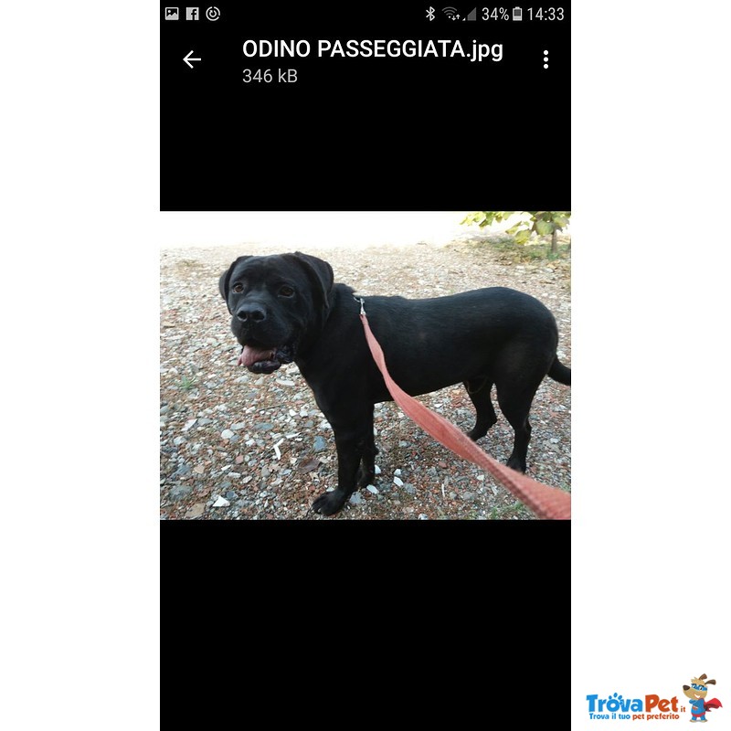 Adozione Odino cane Corso Splendido da Canile Lager - Foto n. 1