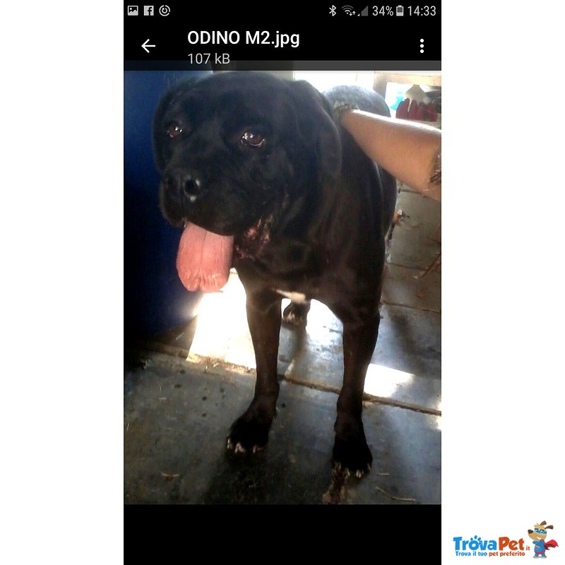 Adozione Odino cane Corso Splendido da Canile Lager - Foto n. 2