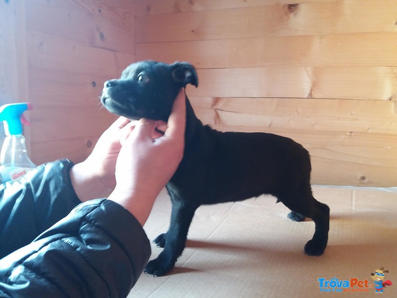 Cuccioli di Staffordhire bull Terrier - Foto n. 2