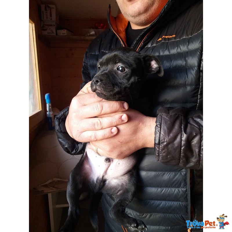 Cuccioli di Staffordhire bull Terrier - Foto n. 3