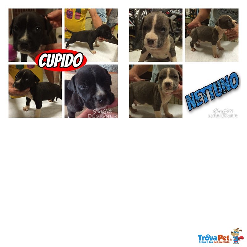 Cuccioli di American Staffordshire Terrie - Foto n. 3