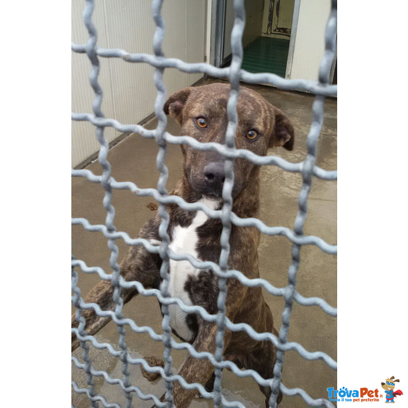 Tiger, Incrocio Amstaff 2 Anni, Desiderato e poi Rifiutato e Lasciato in una Gabbia del Canile… Cerc - Foto n. 1