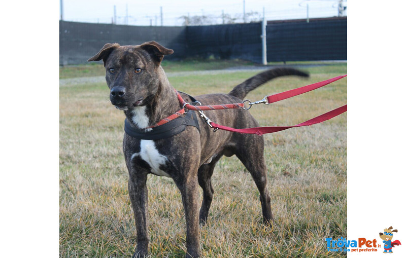 Tiger, Incrocio Amstaff 2 Anni, Desiderato e poi Rifiutato e Lasciato in una Gabbia del Canile… Cerc - Foto n. 2