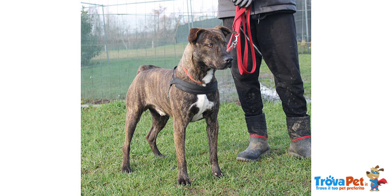 Tiger, Incrocio Amstaff 2 Anni, Desiderato e poi Rifiutato e Lasciato in una Gabbia del Canile… Cerc - Foto n. 3