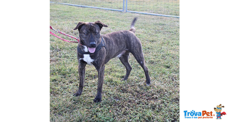 Tiger, Incrocio Amstaff 2 Anni, Desiderato e poi Rifiutato e Lasciato in una Gabbia del Canile… Cerc - Foto n. 4