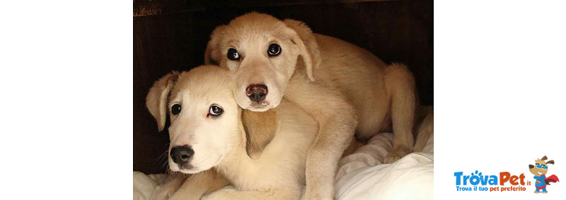 Boris e Devis, 4 Mesi, Incrocio Labrador Strappati Dalla Morte, un Lungo Viaggio Dalla Sicilia a Ber - Foto n. 1