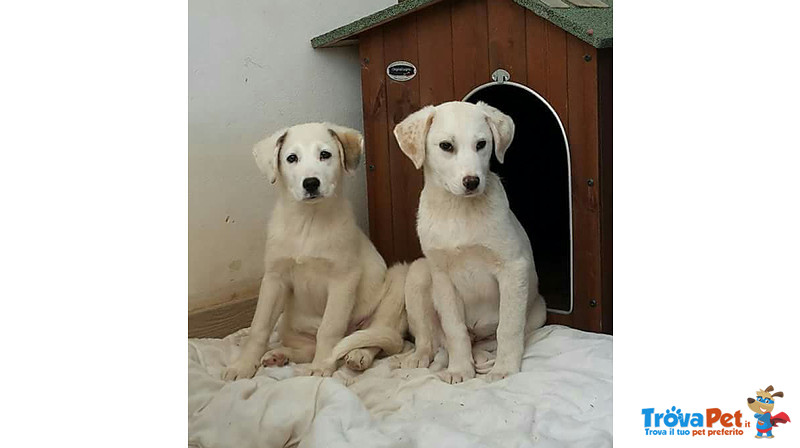 Boris e Devis, 4 Mesi, Incrocio Labrador Strappati Dalla Morte, un Lungo Viaggio Dalla Sicilia a Ber - Foto n. 2