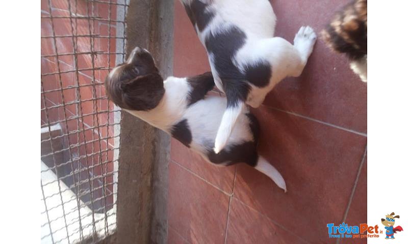 Cuccioli Springer Inglese Altissima Genealogia da Prestigioso Allevamento - Foto n. 1