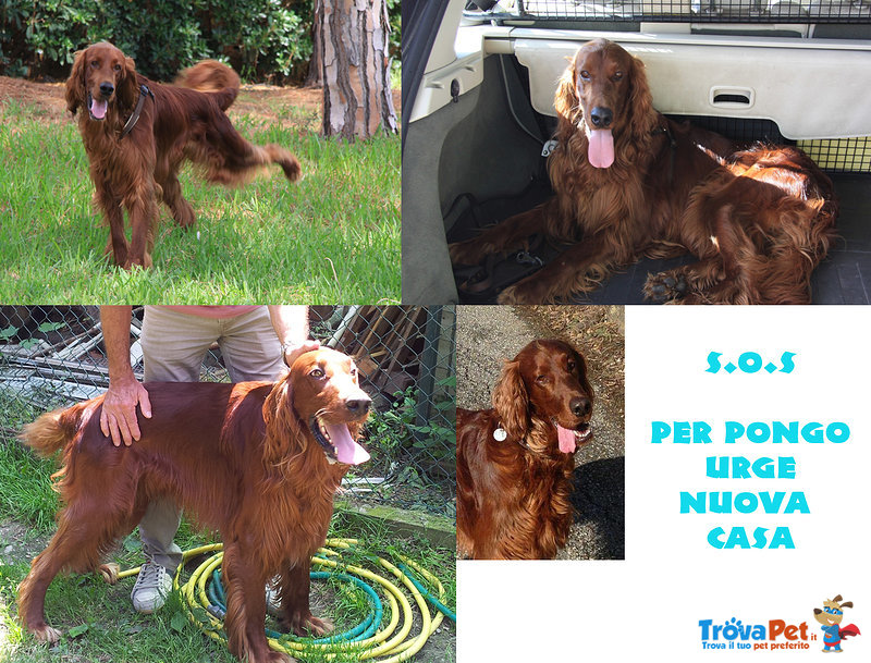 Urge Nuova Adozione!!!! Pongo, Setter Irlandese, 4anni la sua vita un Odissea Senza Fine - Foto n. 1