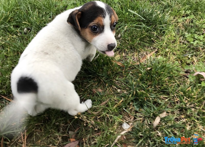 Cucciola di jack Russel - Foto n. 2