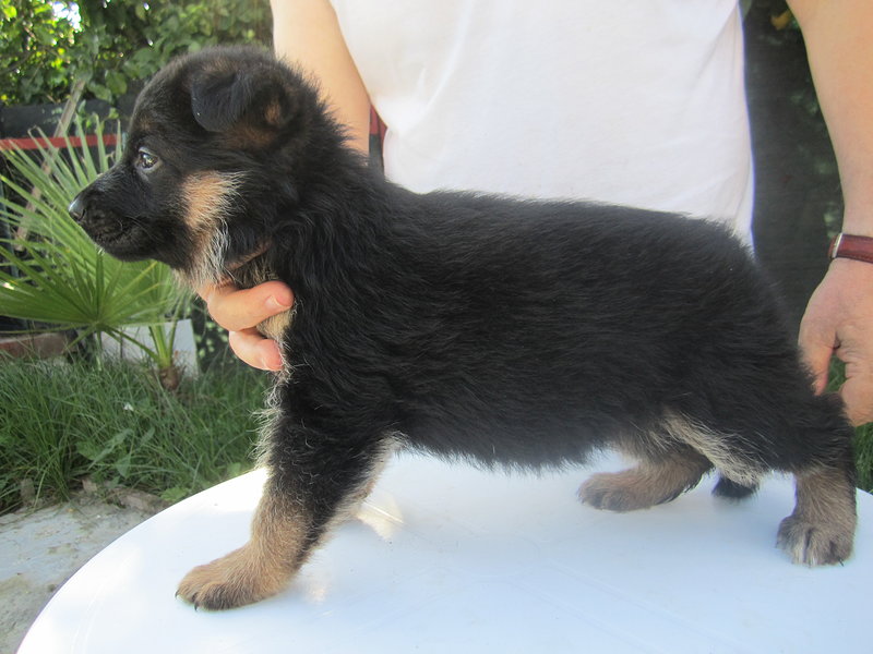 Cuccioli di Pastore Tedesco - Foto n. 1