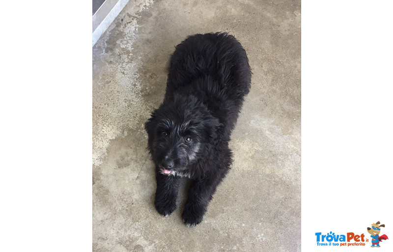 Tequila, 3 Mesi, Incrocio Pastore Bergamasco, un Uragano di Simpatia e Amore, Cerca Casa - Foto n. 2