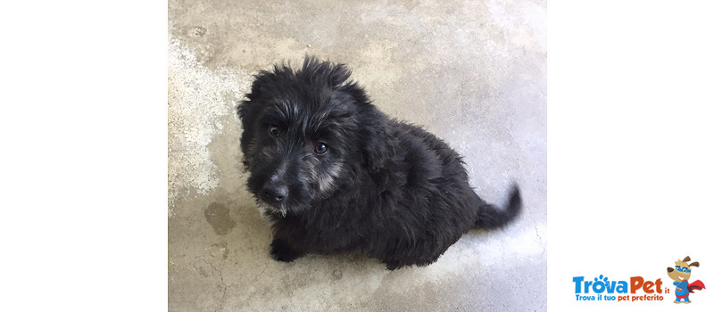 Tequila, 3 Mesi, Incrocio Pastore Bergamasco, un Uragano di Simpatia e Amore, Cerca Casa - Foto n. 3