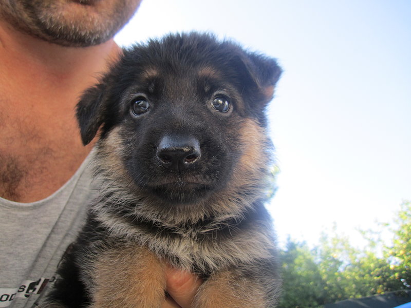 Cuccioli di Pastore Tedesco - Foto n. 2