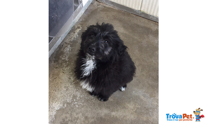 Tequila, 3 Mesi, Incrocio Pastore Bergamasco, un Uragano di Simpatia e Amore, Cerca Casa - Foto n. 4