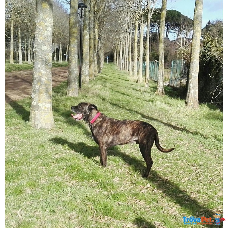 Cane Corso in Regalo a Roma. - Foto n. 1