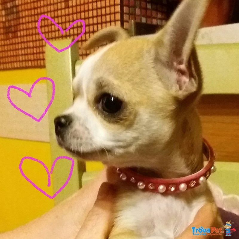 Cucciolo Chihuahua - Foto n. 2