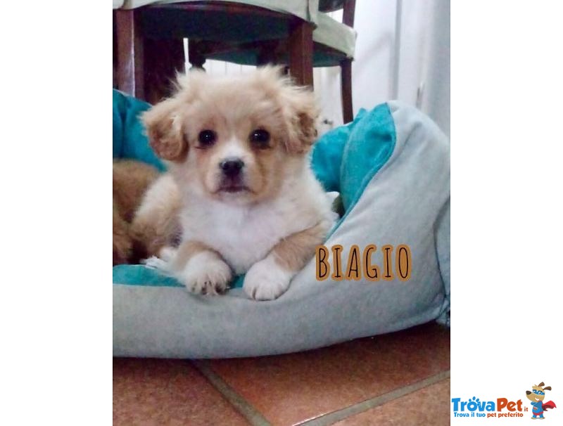 Biagio Cucciolino di 3 Mesi - Foto n. 2