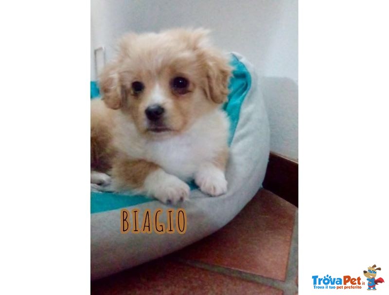 Biagio Cucciolino di 3 Mesi - Foto n. 3