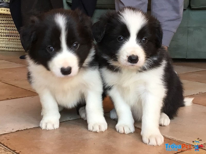 Splendidi Cuccioli di Border Collie - Foto n. 1