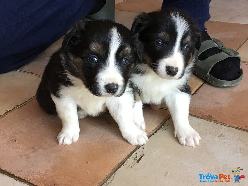 Splendidi Cuccioli di Border Collie - Foto n. 2