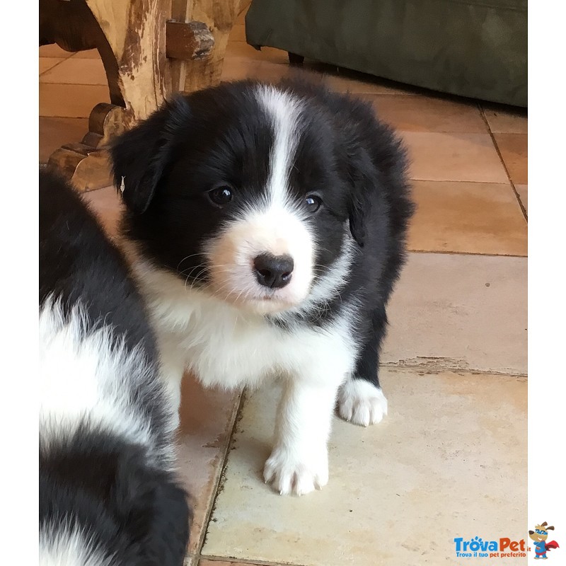 Splendidi Cuccioli di Border Collie - Foto n. 3