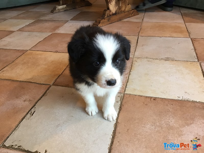 Splendidi Cuccioli di Border Collie - Foto n. 4