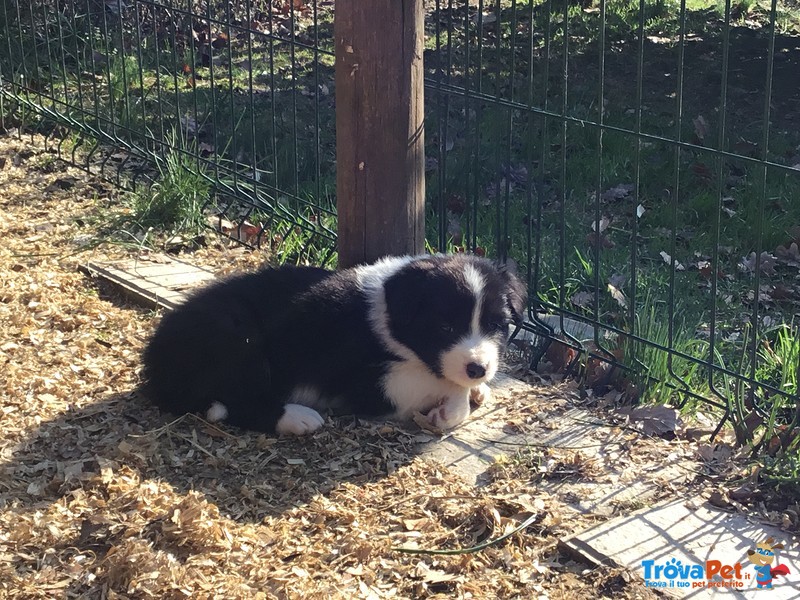 Splendidi Cuccioli di Border Collie - Foto n. 5