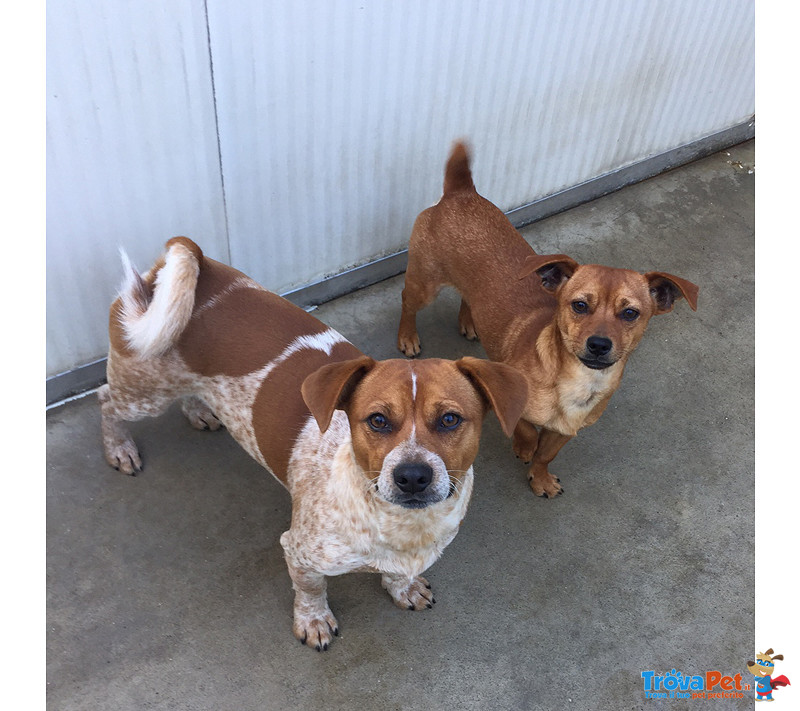 Punto e Virgola due Micro Cagnolini Simil jack Russel e Pinscher, 10 Mesi, Abbandonati, Cercano Casa - Foto n. 1