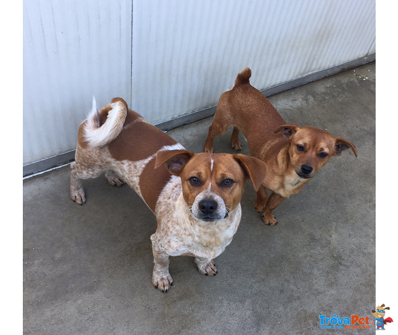 Punto e Virgola due Micro Cagnolini Simil jack Russel e Pinscher, 10 Mesi, Abbandonati, Cercano Casa - Foto n. 2