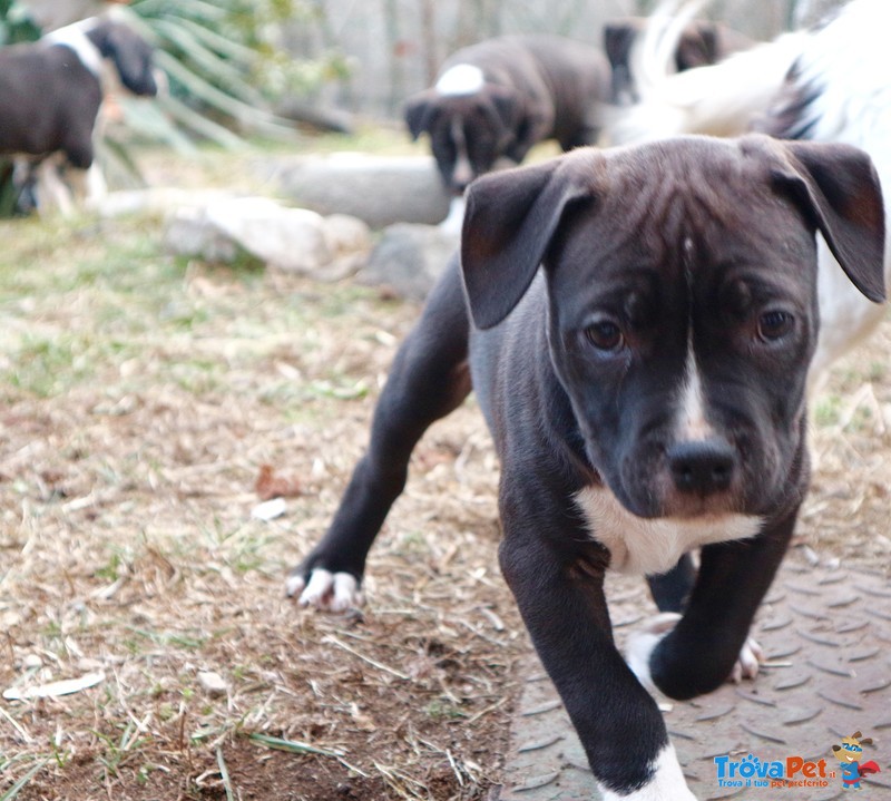 Cuccioli Pitbull Linea Ukc - Foto n. 1