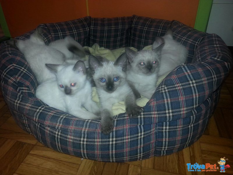 Splendidi Cuccioli di Thai(siamese Tradizionale) - Foto n. 1