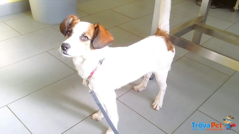 Chanel, Meravigliosa mix jack Russell! - Foto n. 2