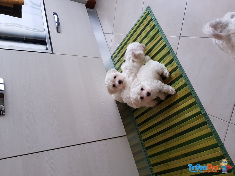 Cuccioli di Maltese Disponibili Subito - Foto n. 1